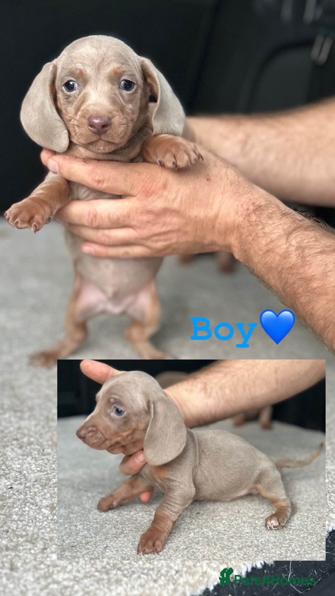 Miniature Dachshund dogs for sale: Rare colour miniature dachshund pups - Image 10