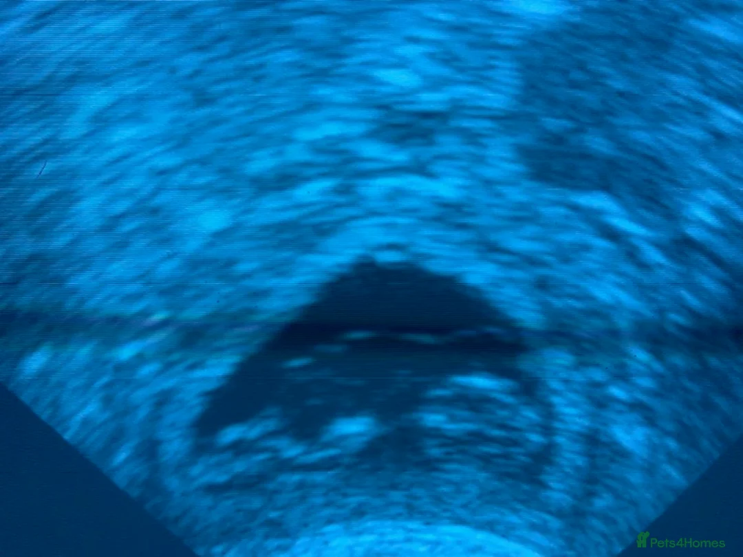 Cavapoo dogs for sale: F1 Extensively health tested Cavapoo puppies  - Advert 2