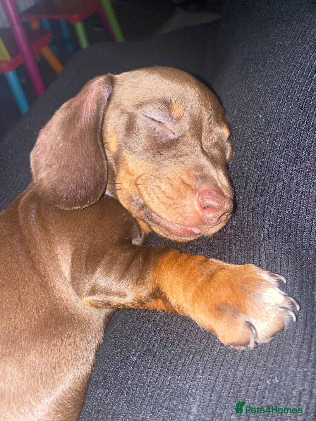Miniature Dachshund dogs for sale: Miniature Dachshund for sale  - Advert 2