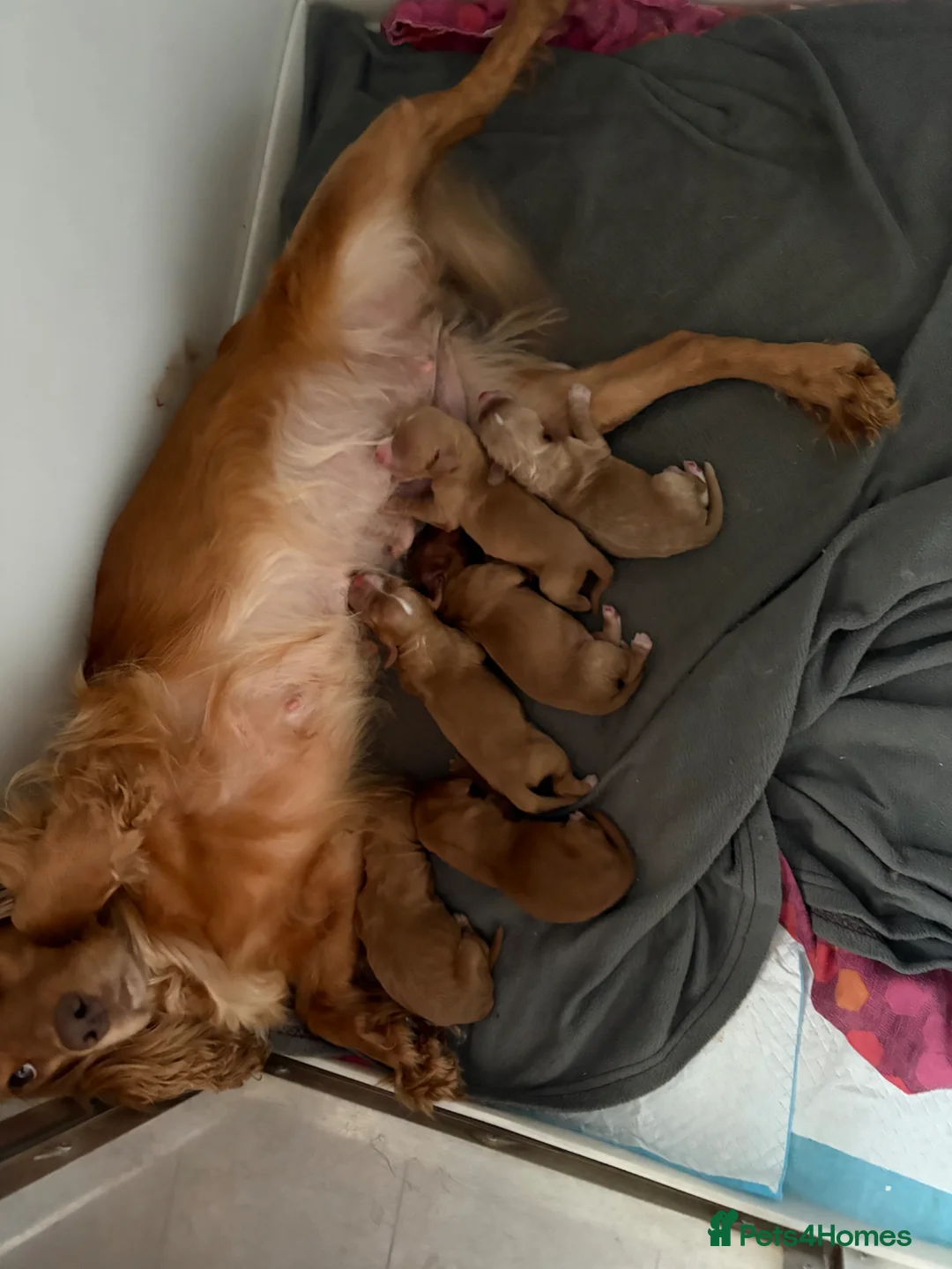 Cocker Spaniel dogs for sale: KC GOLDEN WORKING COCKERS HEALTH TESTED PARENTS !! - Advert 18