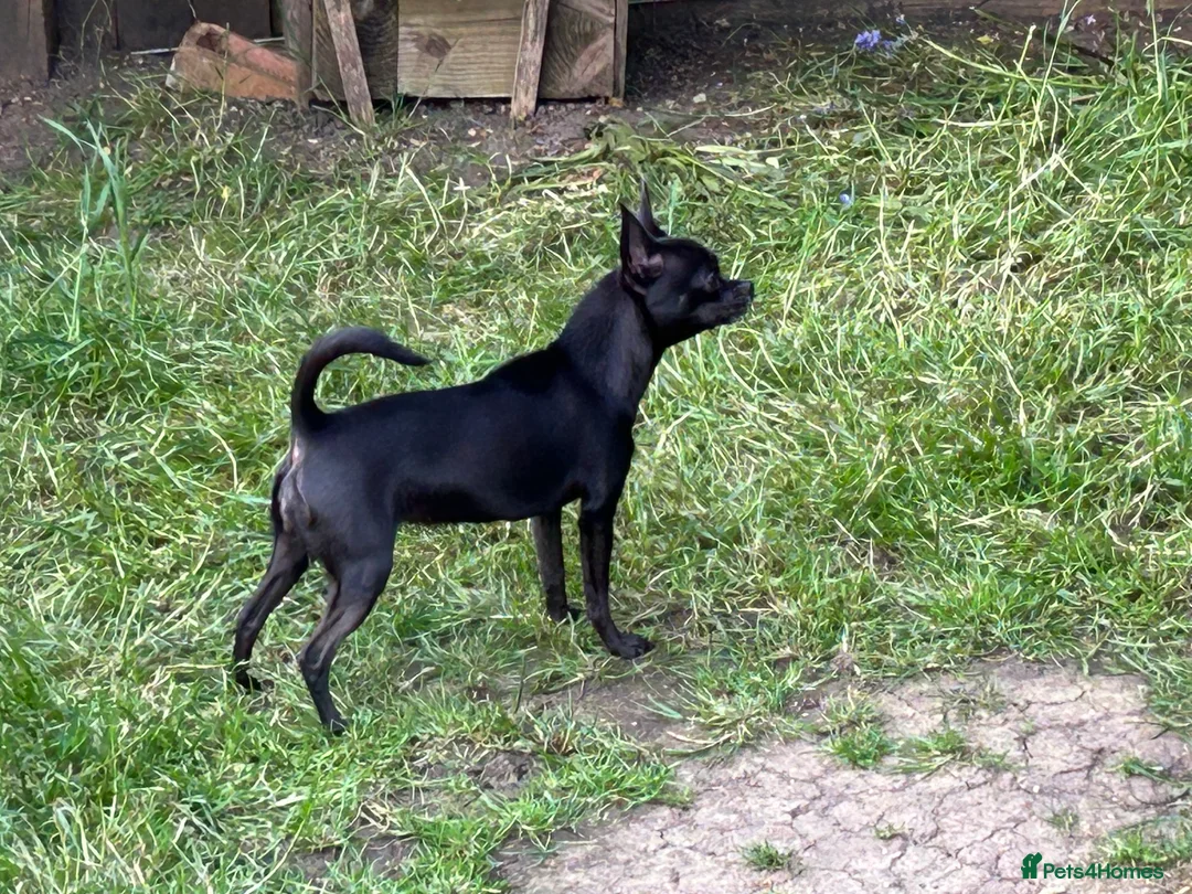 Chihuahua dogs for sale: KC Reg short-hair Chihuahua apple-headed puppies - Advert 19