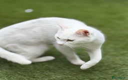 Khao Manee cats for sale: Beautiful 2 male and 2 female kittens  - Image 5