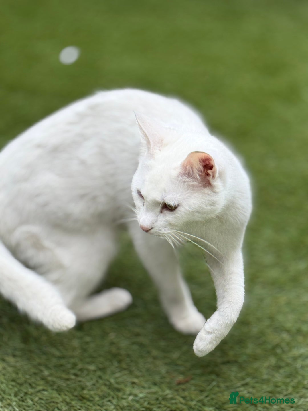 Khao Manee cats for sale: Beautiful 2 male and 2 female kittens  - Image 5