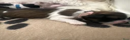 Shih Tzu dogs for sale: Shih Tzu puppies - Advert 3