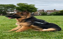 German Shepherd dogs for sale: Kc-registered German shepards puppies for sale - Image 23