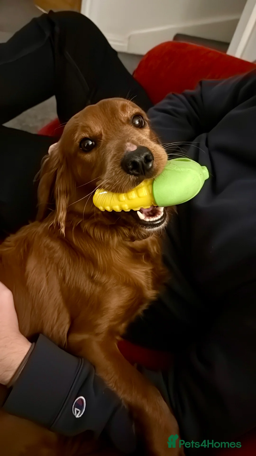 Mixed Breed dogs for stud: Stud available  in Warrington - Advert 6