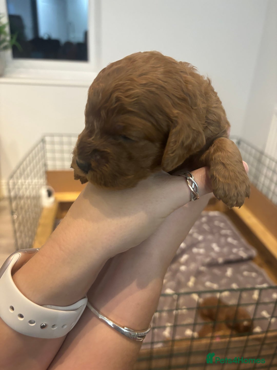 Cockapoo dogs for sale: Cockapoo Puppies  - Image 4