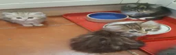Siberian cats for sale: Adorable Siberian Kittens - Advert 5