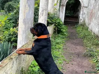 Rottweiler dogs Male Rottweiler for sale - Advert 1