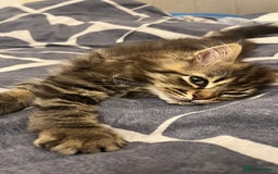Siberian cats for sale: Purebred Siberian  - Image 8