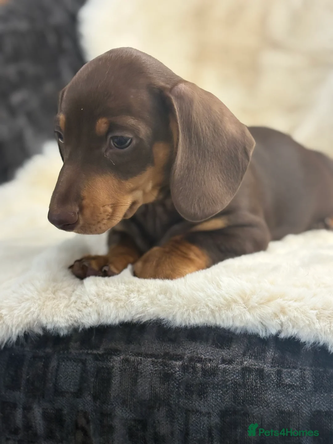 Miniature Dachshund dogs for sale: Top quality mini smooth dachshund pups  - Advert 15
