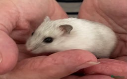 Hamster rodents for sale: Baby Winter White Russians from our show stock  - Image 3