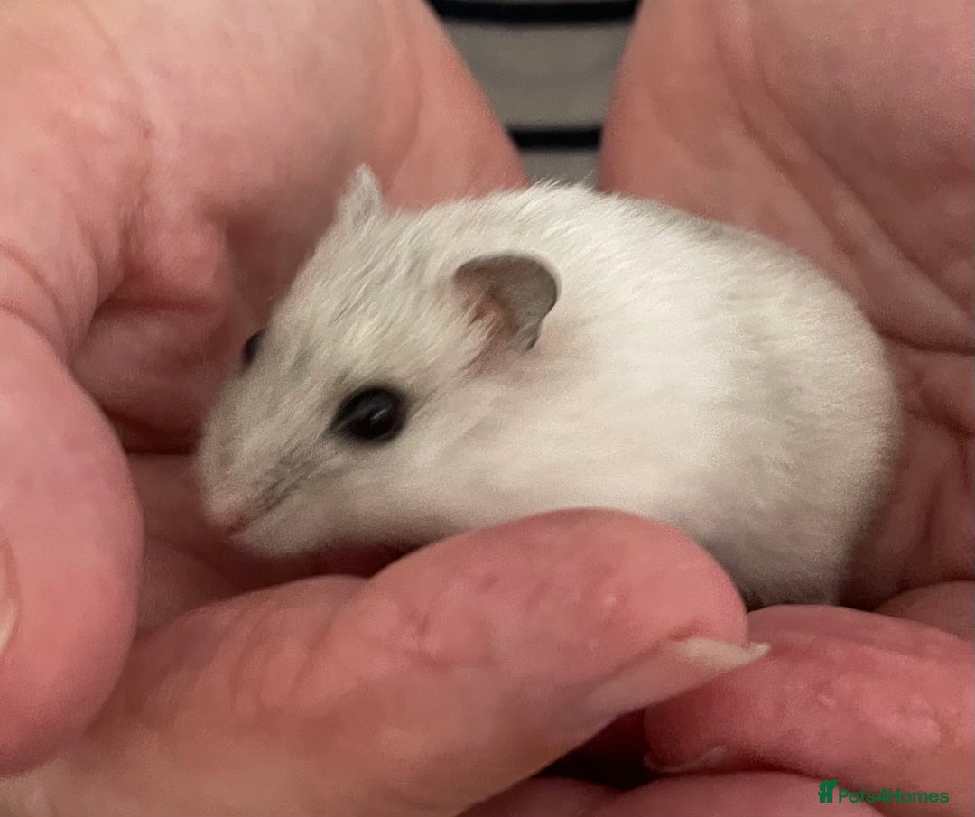 Hamster rodents for sale: Baby Winter White Russians from our show stock  - Image 3