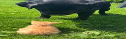 Mixed Breed cats for sale:  Gorgeous Tiger Pattern Mackerel Tabbies - Advert 6