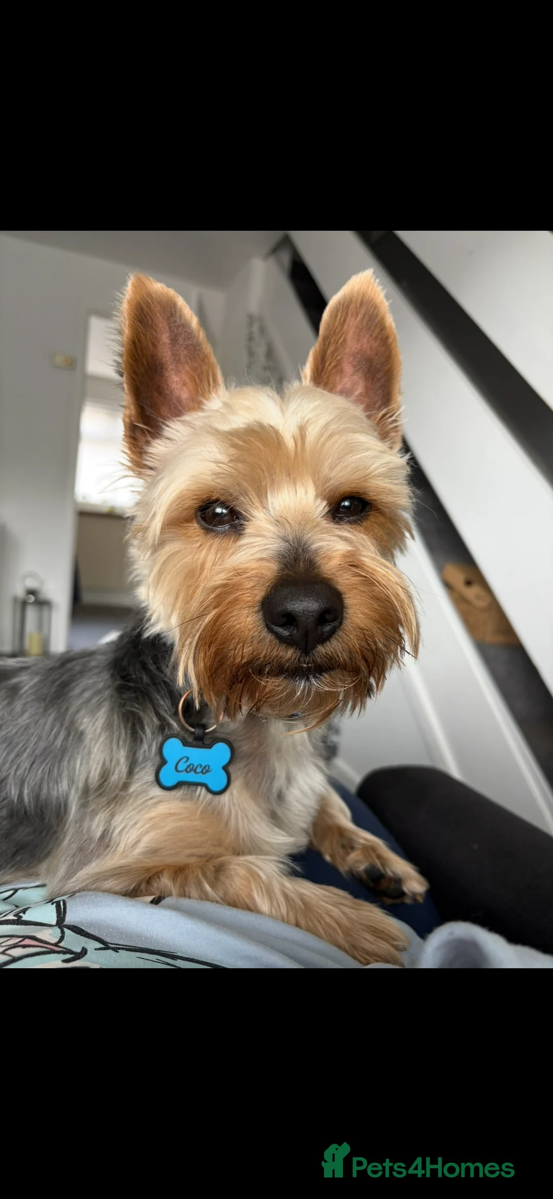 Yorkshire Terrier dogs for stud: Coco master  - Advert 1