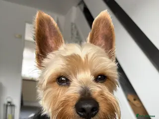 Yorkshire Terrier dogs Coco master - Advert 3