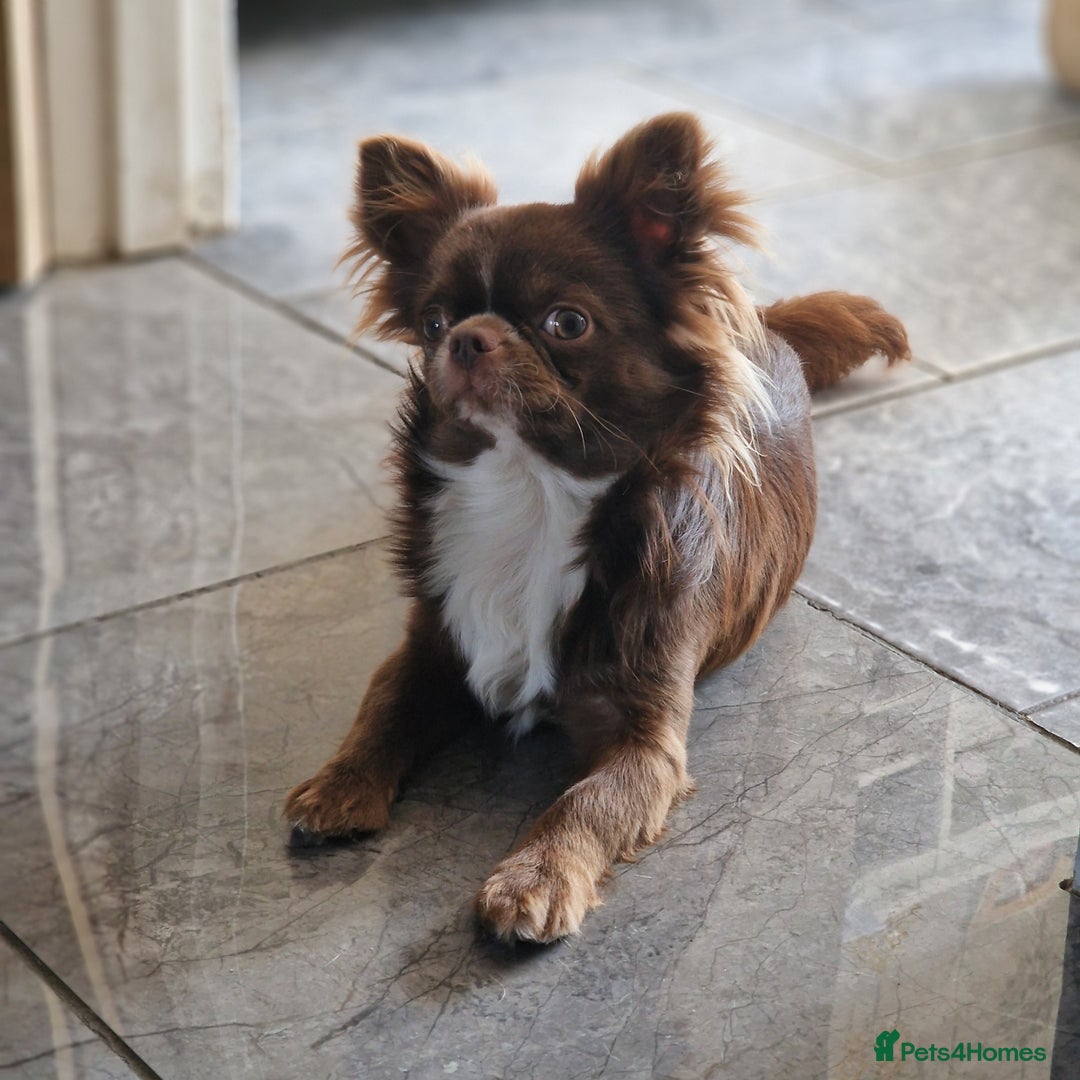 Chihuahua dogs for stud: Chihuahua Chocolate longhaired Stud  in Romford - Image 1
