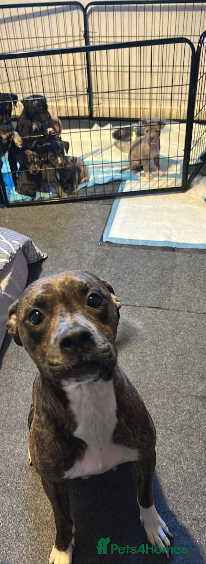 Mixed Breed dogs Staff x bully  - Advert 12