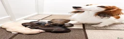 Miniature Dachshund dogs for sale: KC Reg Longhaired Miniature Dachshunds  in Johnstone - Advert 11