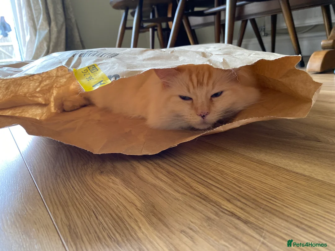 Ragdoll cats for sale: 2 ragdoll 8 year old brothers - Advert 4