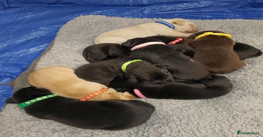 Labrador Retriever dogs - Advert 1
