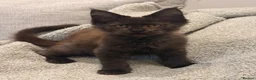 Maine Coon cats for sale: Tica registered ready to go  - Advert 6