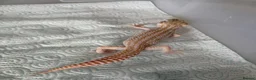 Leopard Gecko reptiles for sale: Male Leopard geckos  - Advert 6