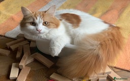 Mixed Breed cats for sale: Mixed Persian and Turkish Angora Kittens  - Image 13