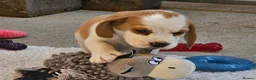 Beagle dogs for sale: Stunning KC Registered Beagle Pups- Ready 24.08.26 in Thirsk - Advert 15
