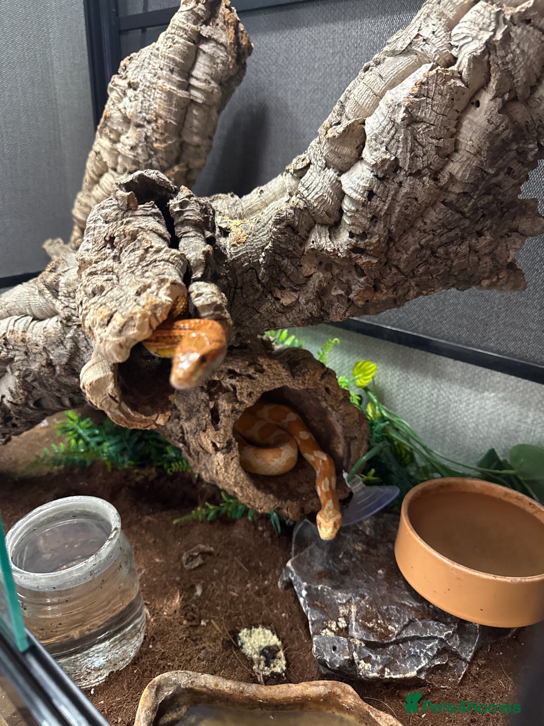 Corn Snake reptiles for sale: Male and female corn snakes and enclosure - Advert 6