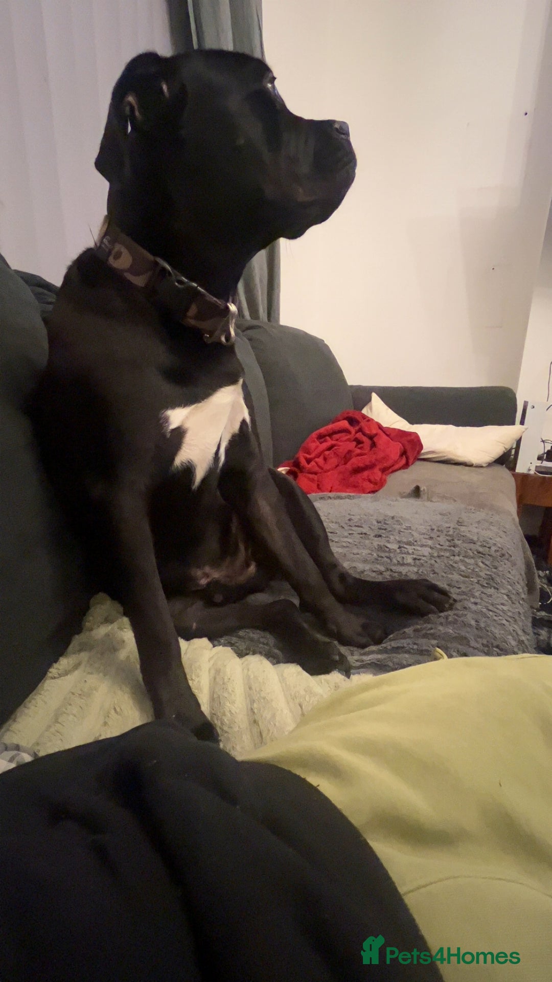 Mixed Breed dogs for sale: Loki  - Image 2