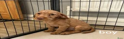 Jackapoo dogs for sale: Jackapoo Puppies Ready Now - Advert 5