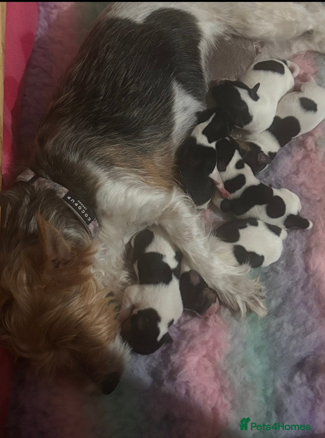 Mixed Breed dogs for sale: 6 Jack Russell x Yorkshire Terrier Puppies  - Image 14