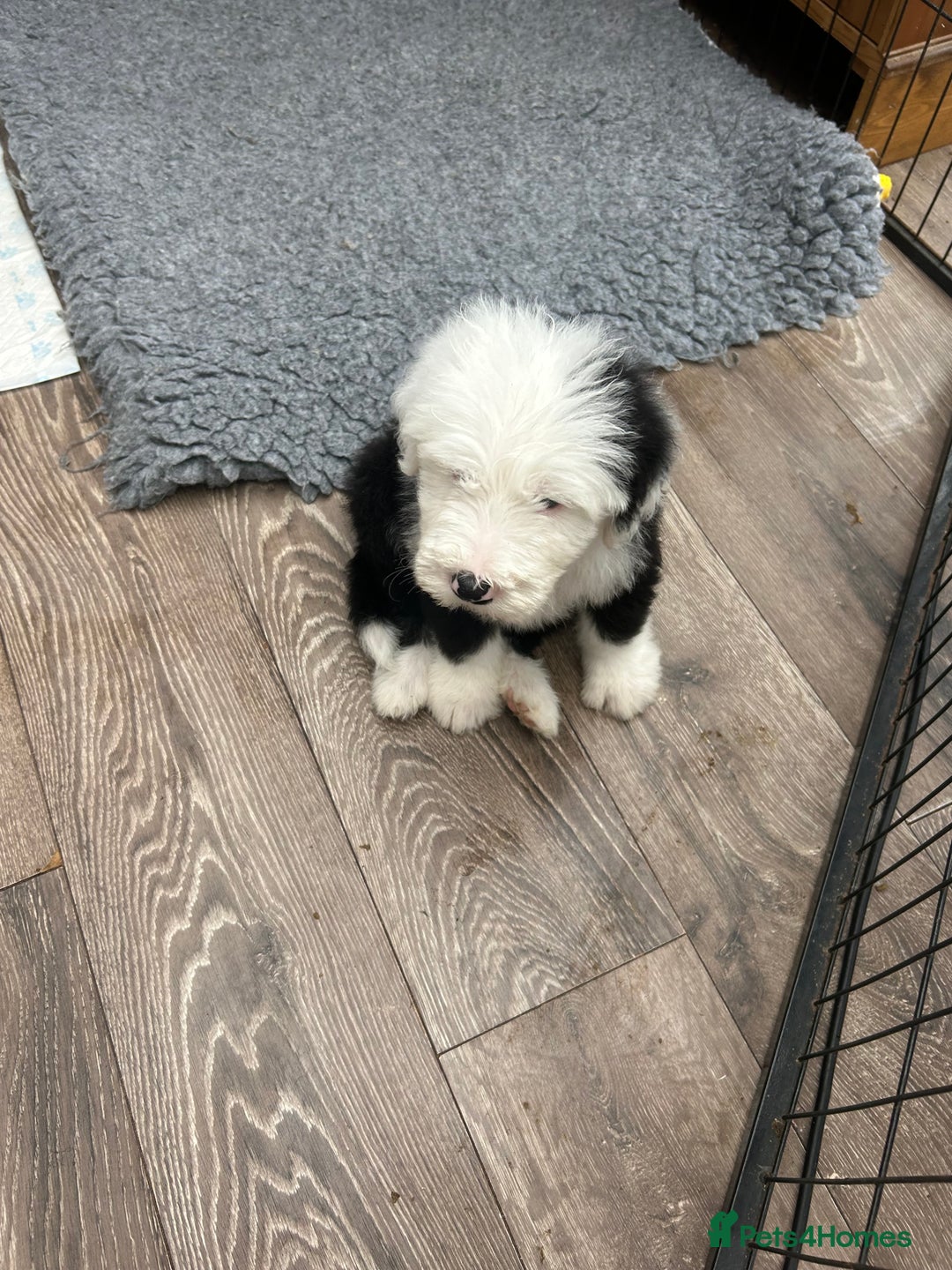 Old English Sheepdog dogs for sale: Outstanding Old English Sheepdog - Image 7