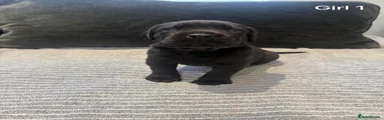 Cane Corso Puppy 3