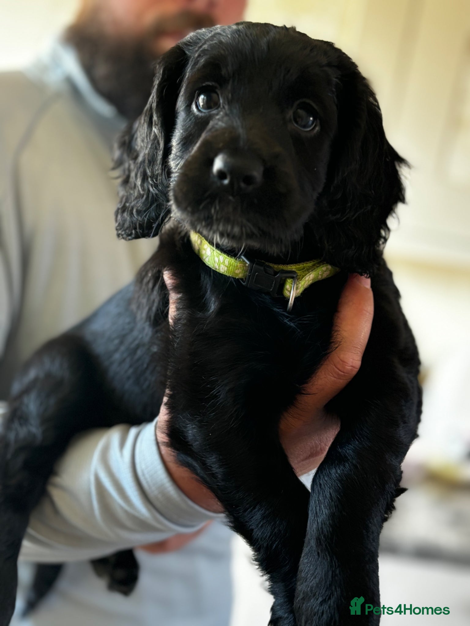 Cockapoo dogs Cockapoos READY NOW ❤️ REDUCED  - Advert 1