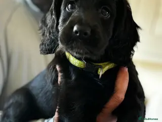 Cockapoo dogs for sale: Cockapoos READY NOW ❤️ REDUCED - Advert 2