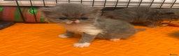 Persian cats for sale: Stunning pedigree Persian kittens - Advert 9