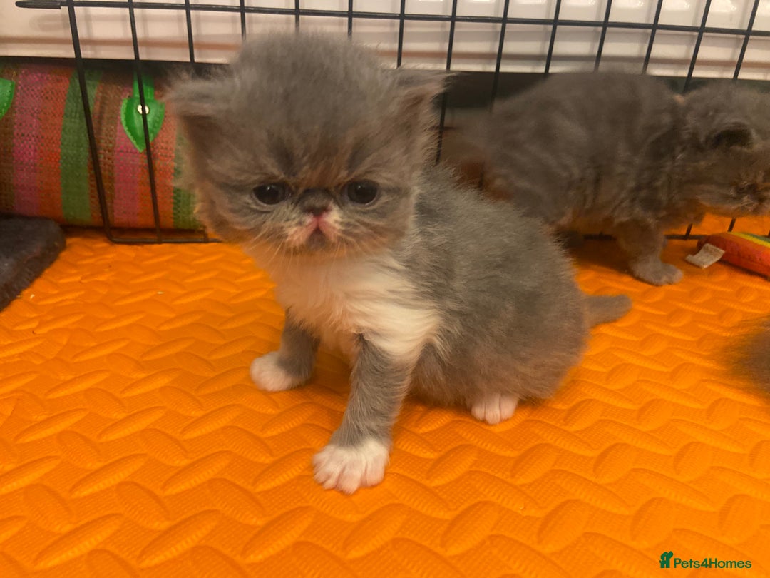 Persian cats for sale: Stunning pedigree Persian kittens - Advert 9