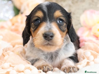 Miniature Dachshund dogs KC Longhair Miniature Dachshund Puppies - Advert 6