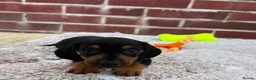 Dachshund dogs for sale: 5 gorgeous miniature dachshund puppy’s🐶 in Cullompton - Advert 13