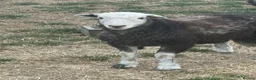 Sheep livestock for sale: Herdwick lambs  - Advert 3