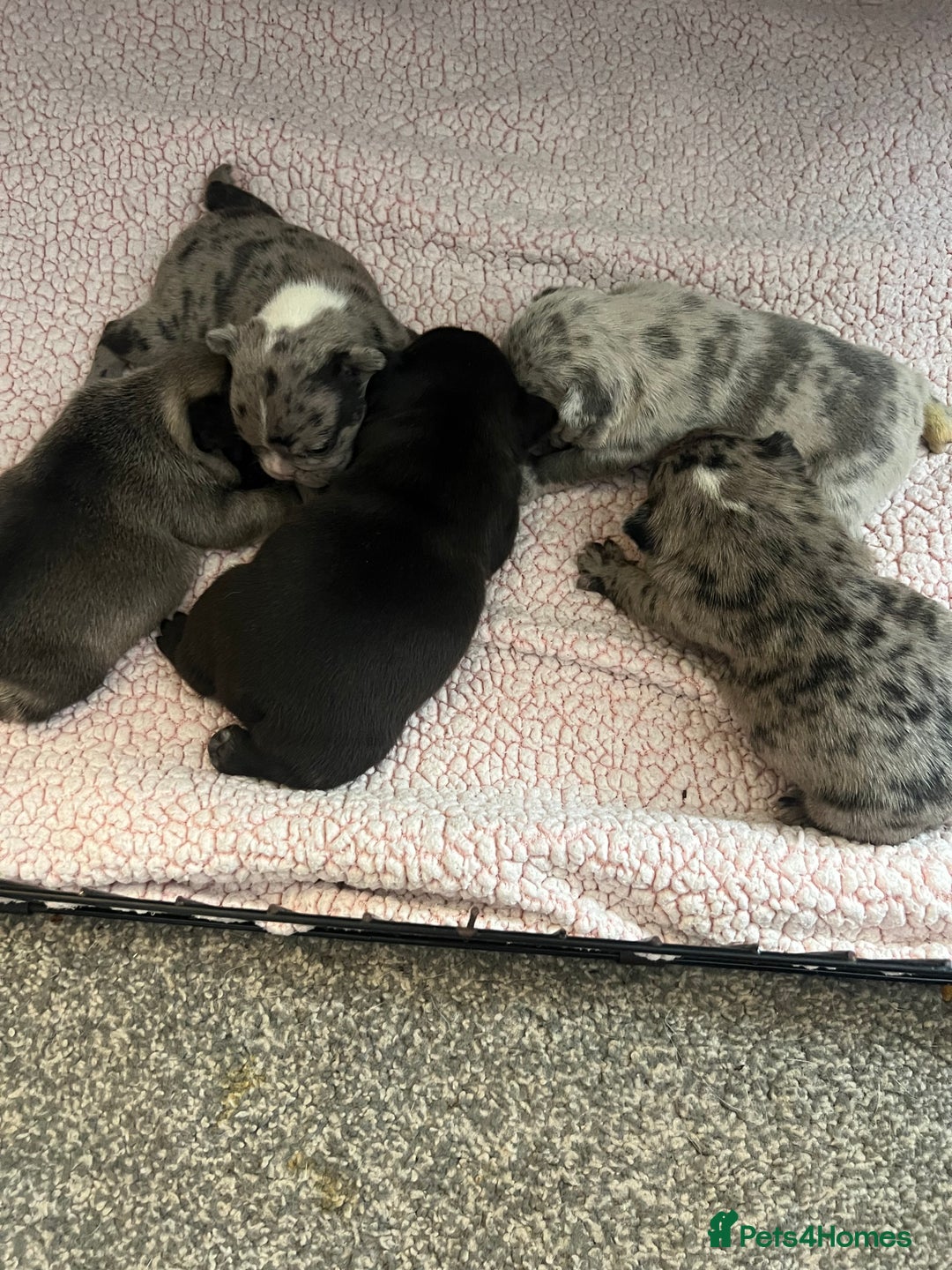 French Bulldog dogs for sale: 5 beautiful French bulldogs for sale - Image 1