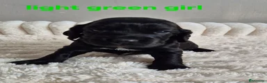 Light Green Collar - Girl