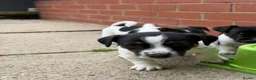 Jack Russell dogs for sale: 3 beautiful Jack Russell girls - Advert 34