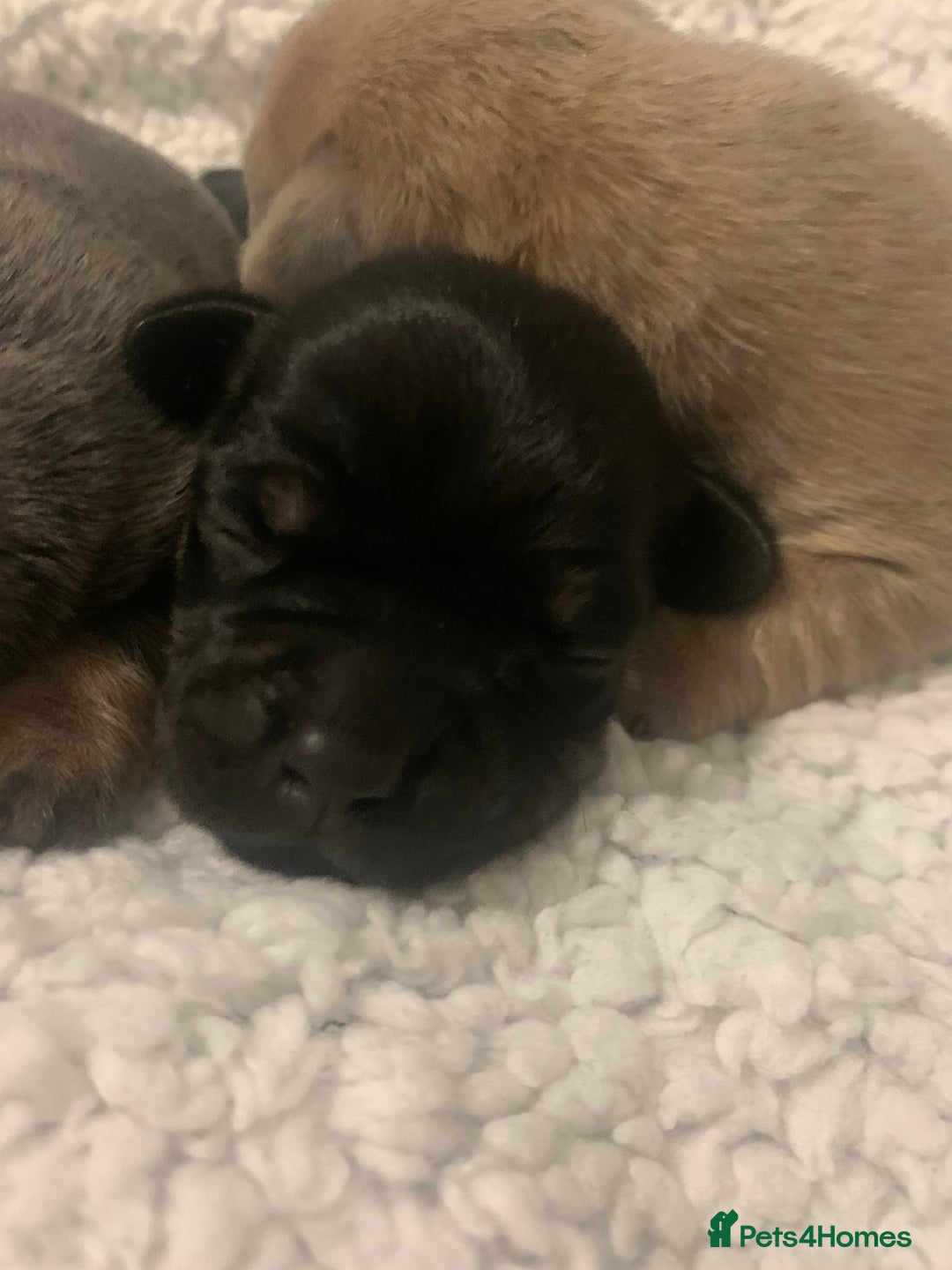 French Bulldog dogs for sale: French bulldog puppies - Image 6