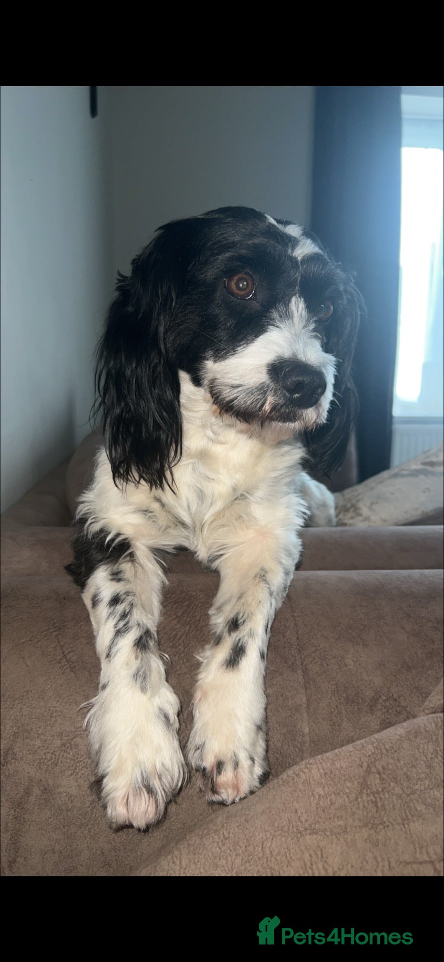 Mixed Breed dogs for sale: Rosie the springer spaniel x  - Advert 2