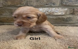Cocker Spaniel dogs for sale: KC Cocker Spaniel Puppies  - Image 4