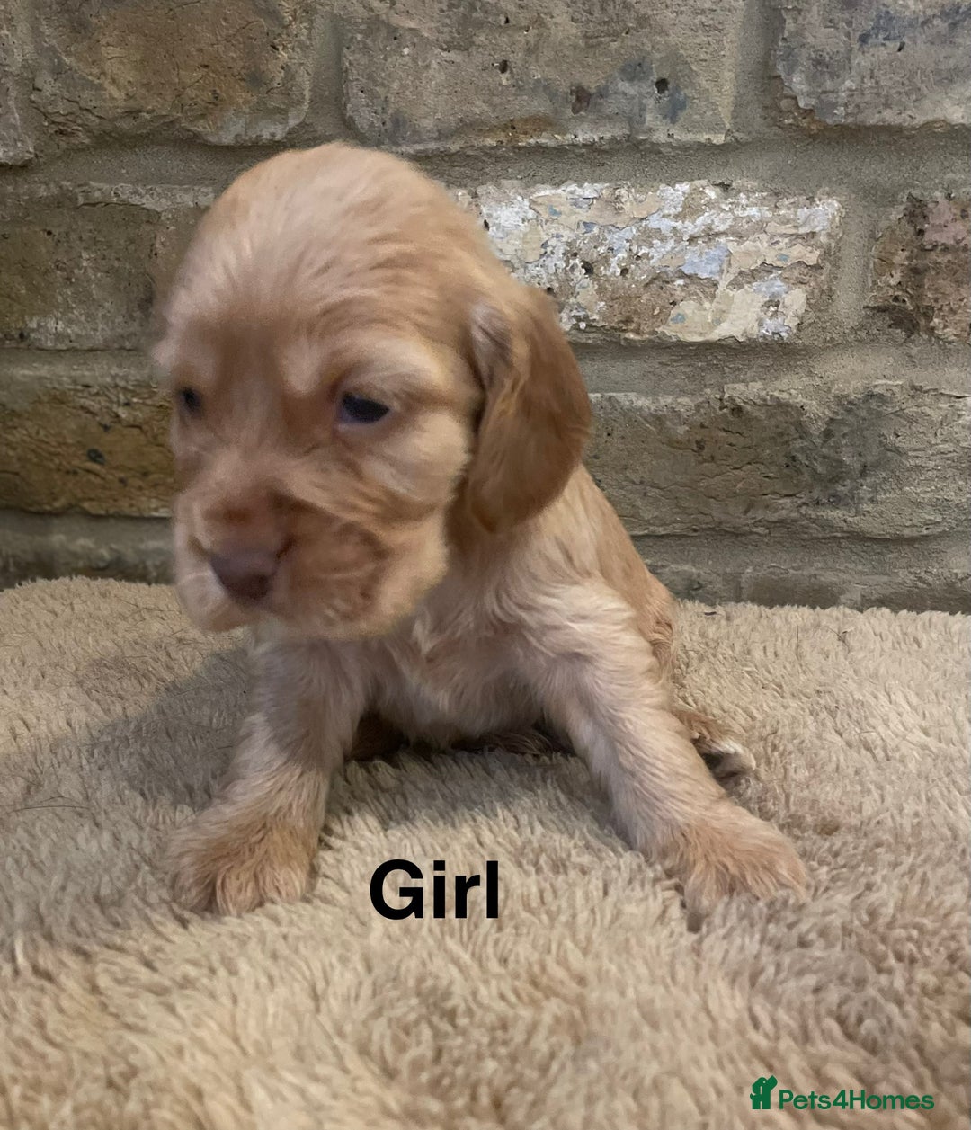 Cocker Spaniel dogs for sale: KC Cocker Spaniel Puppies  - Image 4