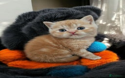 Scottish Fold cats for sale: Tiny Treasures Scottish Fold Straight Ear Kittens - Image 5